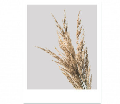 Interieurposter Forex polaroid pampas 30x22 cm