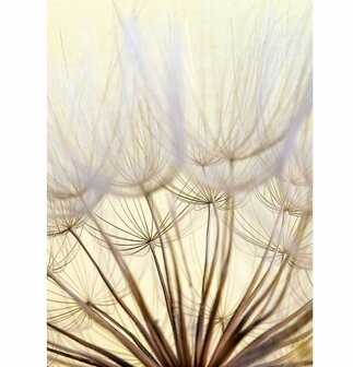 Interieurposter Forex paardebloem 30x22 cm