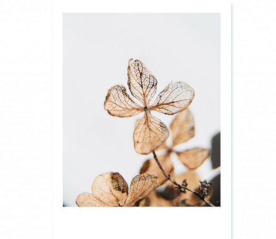 Interieurposter Forex polaroid brown beauty 30x22 cm