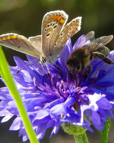 Blossombs bloem bommetjes - lieve juf